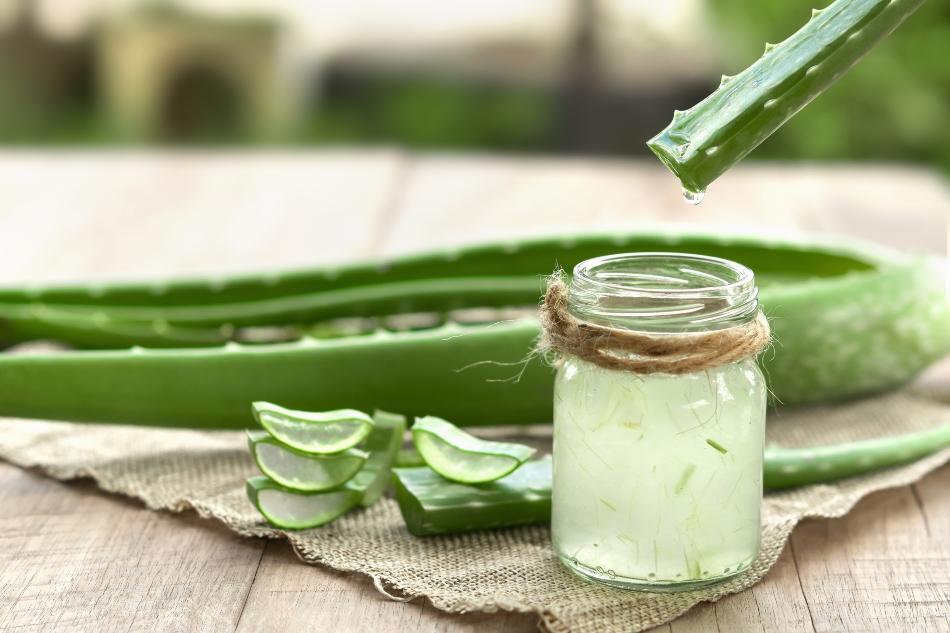 Aloe Vera im Schlafzimmer - Betten-ABC® Magazin